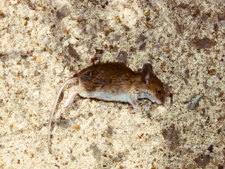 Mouse laying on the concrete floorの写真素材