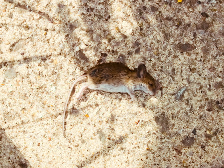 Mouse laying on the concrete floorの写真素材