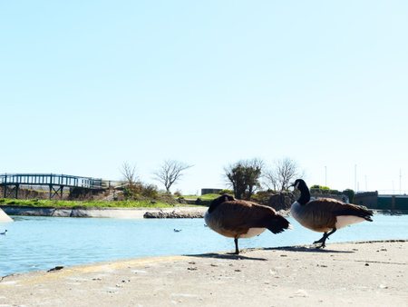 Ducks in Skegness, United Kingdom
