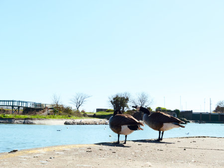 Ducks in Skegness, United Kingdom