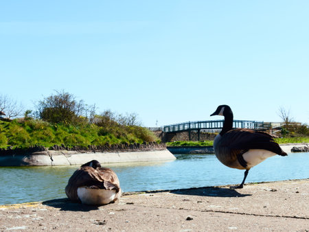 Ducks in Skegness, United Kingdomの写真素材