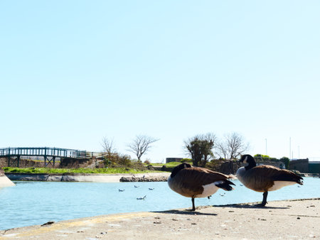Ducks in Tower Garden in Skegness, United Kingdomの写真素材