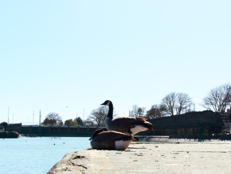 Ducks in Tower Garden in Skegness, United Kingdomの写真素材