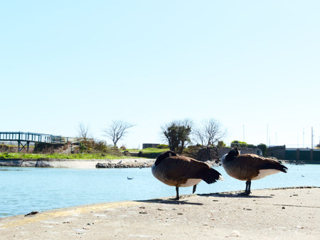 Ducks in Tower Garden in Skegness, United Kingdom