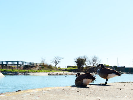 Ducks in Skegness, United Kingdomの写真素材