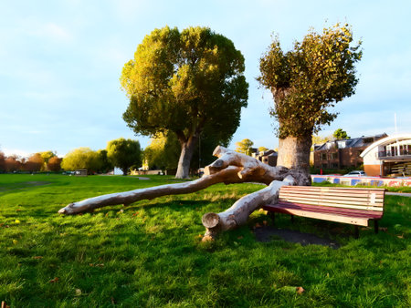 Fallen tree lying beside a park bench on Midsummer's Common in Cambridge, United Kingdom after Storm Benjaminの写真素材