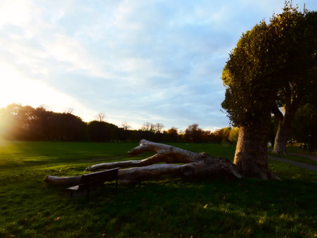 Fallen tree lying beside a park bench on Midsummer's Common in Cambridge, United Kingdom after Storm Benjaminの写真素材