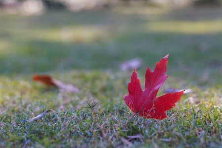 Red maple leaf on the olive green grass.の写真素材