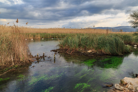 Azmak river with green mosses in akyaka, Turkeyの写真素材