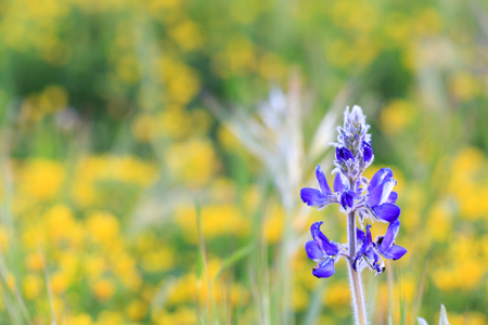 Violet lupine flower in field of yellow flowersの写真素材