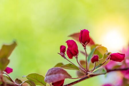 Red flower bud on a branch of a tree with green backgroundの写真素材