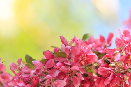 Pink flowers on a branch of a tree with green and blue backgroundの写真素材