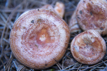 Honey fungus mushroomsの写真素材