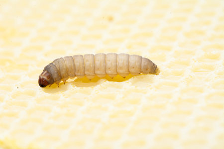 The greater wax moth Galleria mellonella