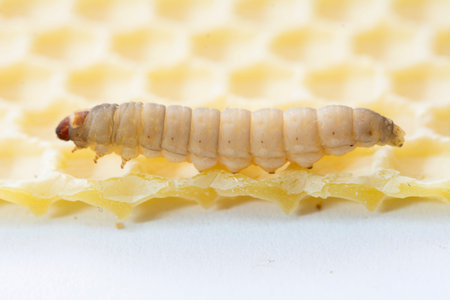 The greater wax moth Galleria mellonella