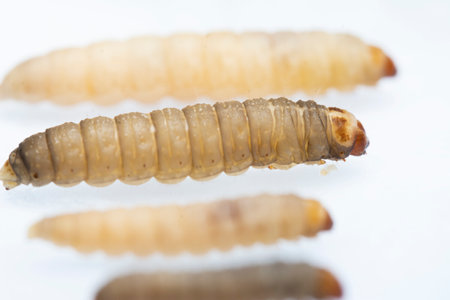 The greater wax moth Galleria mellonellaの写真素材