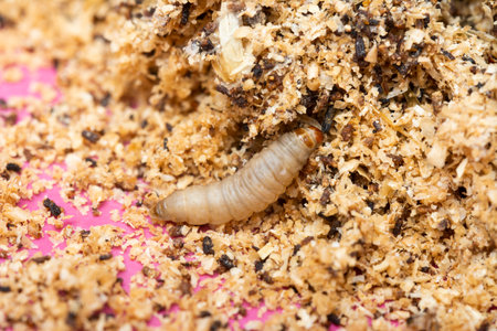 The greater wax moth Galleria mellonellaの写真素材