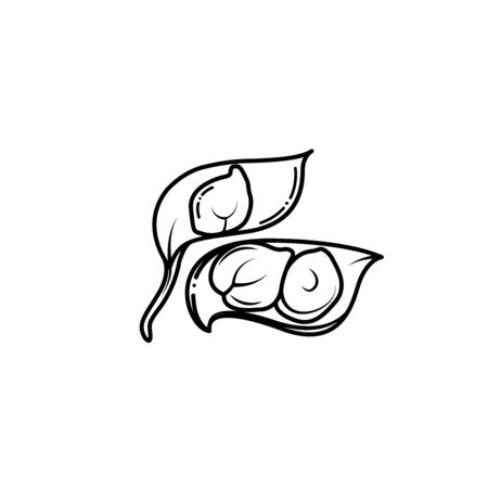 Vector chickpea drawing with black strokes on white backgroundのイラスト素材
