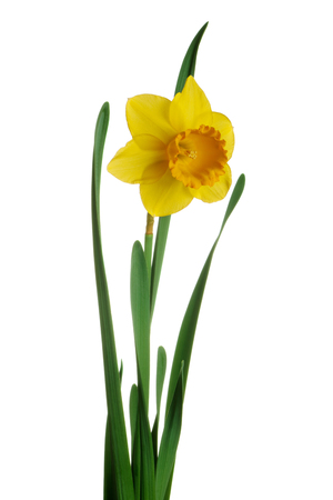 Spring yellow daffodils isolated on a white backgroundの写真素材