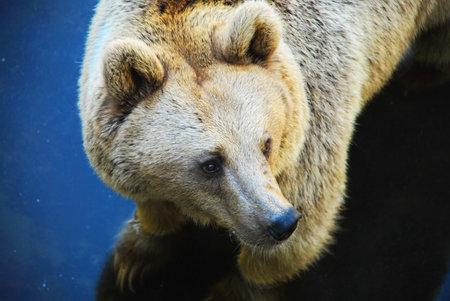 A brown bear in the swamp