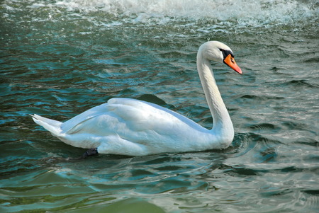 Swanの写真素材