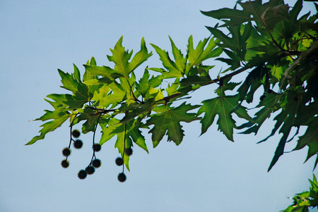plane tree leafs on the branchの写真素材