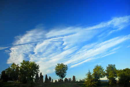 trees under blue skyの写真素材