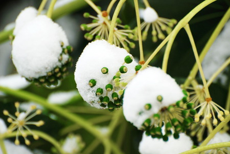 snow covered plantsの写真素材