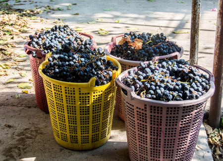 grapesの写真素材