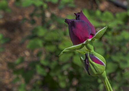 299/5000 Balikligol - Aynzeliha and Khalil-Ur Rahman Lakes Located in the southwest of Sanliurfa city center and the place where the Prophet Abraham fell sacred fish and historical monuments.の写真素材
