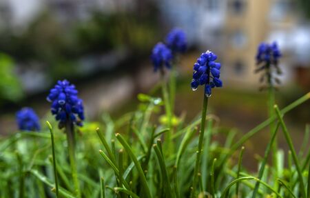 purple flowers grown on the balconyの写真素材