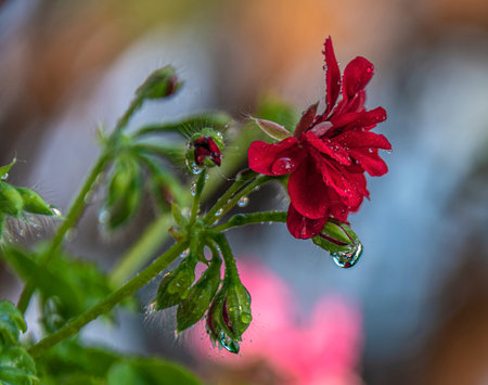 water droplets on geranium flowers in flowerpot