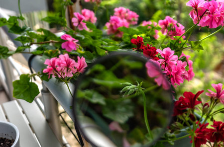 water droplets on geranium flowers in flowerpot