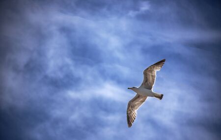 free birds of the skyの写真素材