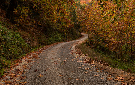 wonderful colors of autumn and nature