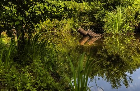 Acarlar longozu lotus flower Karasu,Sakarya,Turkeyの写真素材