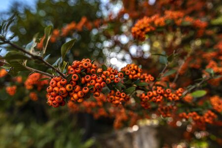 hawthorn plants, which are considered to be among the species of the rosaceae family; It belongs to North America, Europe and North Asia.の写真素材