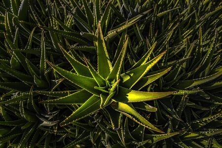 Aloe vera is very useful due to its high amount of enzyme, antioxidant, amino acid, mucilage content and many other components.の写真素材