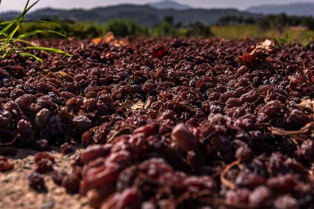 Grape picking and laying process for making raisinsの写真素材