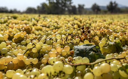 Grape picking and laying process for making raisinsの写真素材