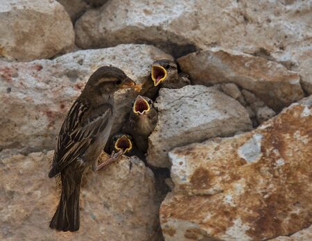 mother sparrow feeding its cubsの写真素材