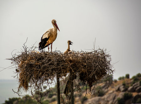 mother stork and cub standing in the nest