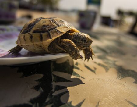 turtle on the tableの写真素材