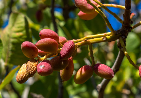 pistachio tree