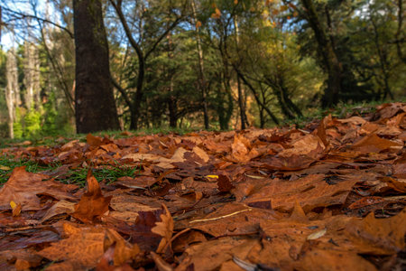 Autumn at the Karagol Nature Park in Izmir