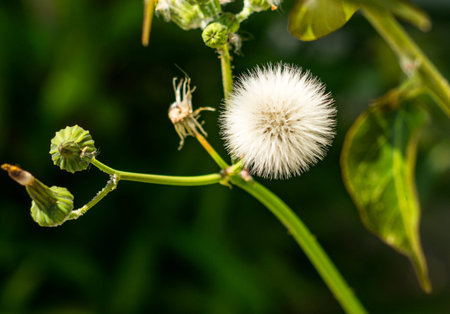 Dandelion give us good news that spring has arrivedの写真素材