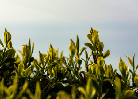 Tea garden