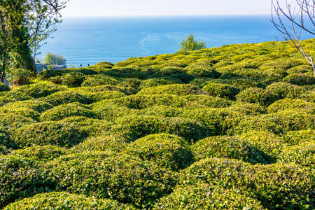 Tea plantations in the Black Sea Rize, Turkeyの写真素材