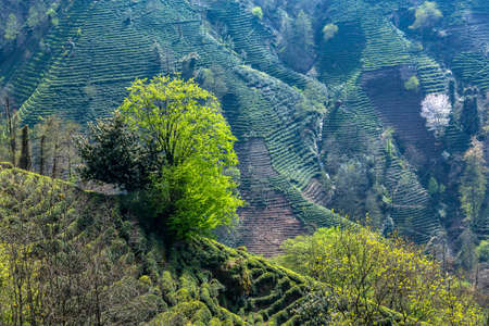 Tea plantations in the Black Sea Rize, Turkeyの写真素材