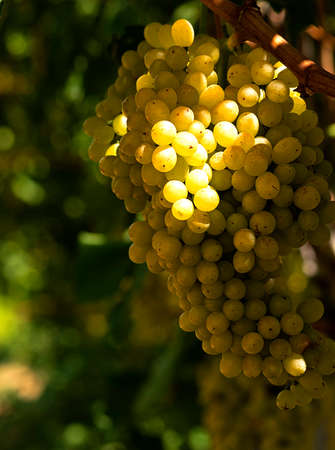 Autumn is the first step of the grape's magnificent journey that begins in the vineyard and ends in the bottle. ... Dionysos dies and resurrects like its symbol, the vine tree, ... travels are made to the flavors waiting to be discovered in our country. ... Friends of wine attending the grape harvest, young people, old people, children ...の写真素材